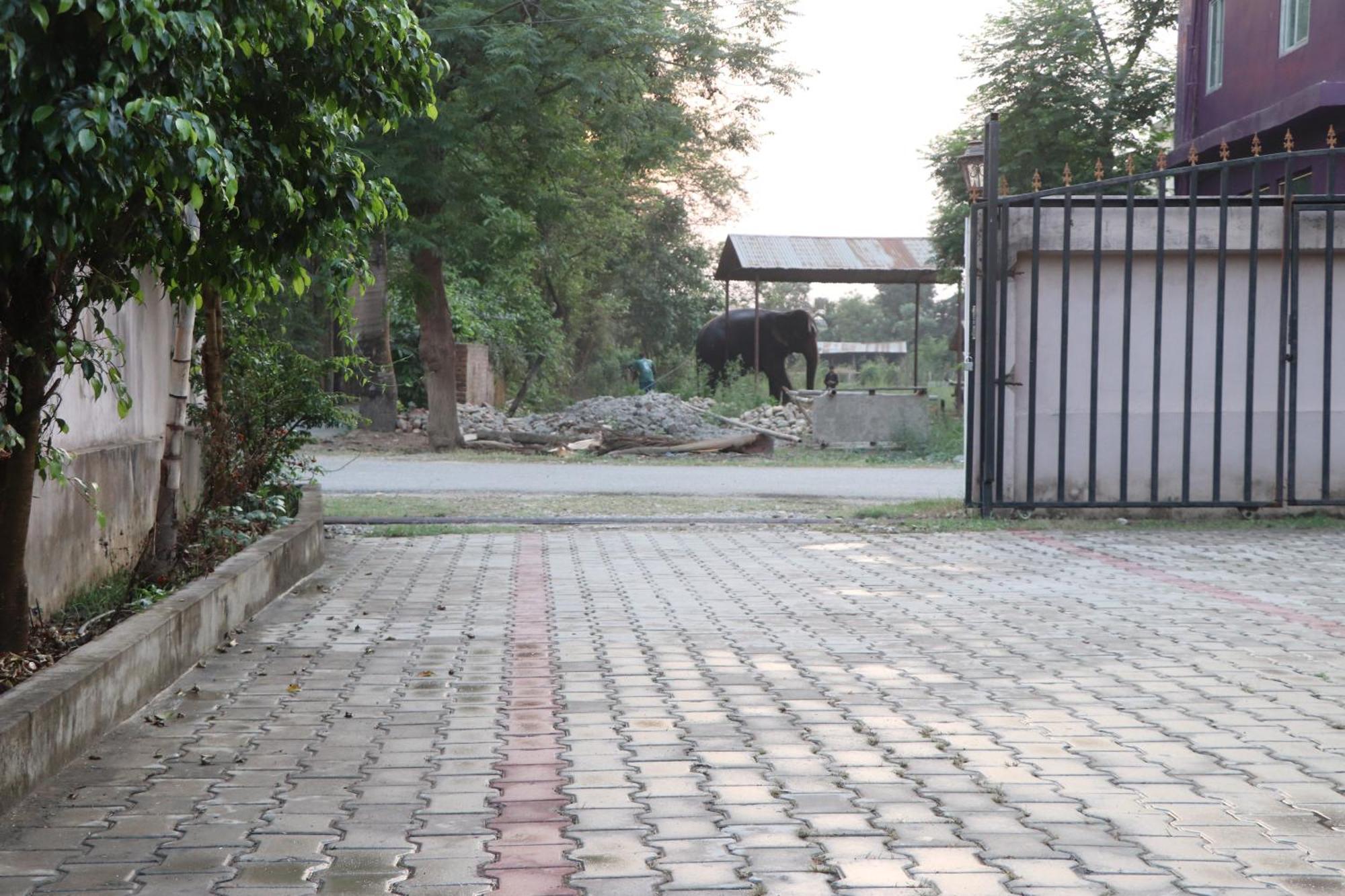 Hotel Flycatcher Chitwan- A Jungle Safari Home Sauraha Exteriér fotografie