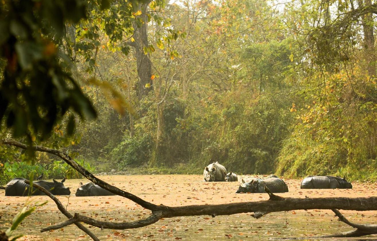 Hotel Flycatcher Chitwan- A Jungle Safari Home Sauraha Exteriér fotografie